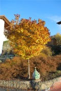 Baum mit goldenem Laub