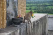 Affe stiehlt Blumen