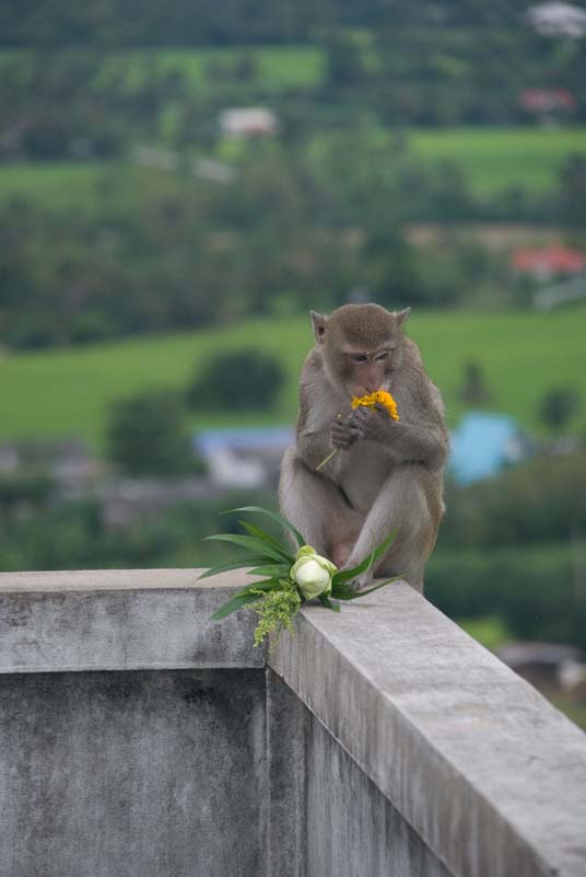 Affe frisst Blumen