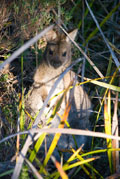 Wallaby