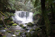 Mount Field Nationalpark, Tasmania