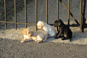 Hundebabys